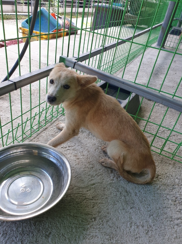 장성군동물보호센터_446498202400327